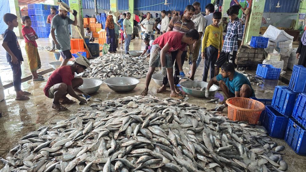 এবার জাটকা ইলিশ ধরায় ৮ মাসের নিষেধাজ্ঞা, মধ্যরাত থেকে শুরু